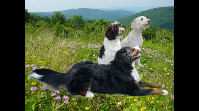 Bernese Mountain Dog Stud 29151