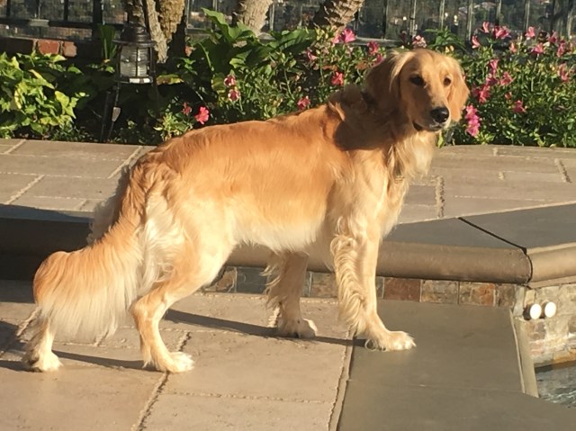Giuly's Goldens