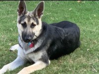 Herbert Williams - German Shepherd Dog Stud