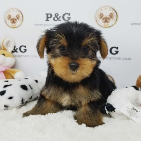 Yorkshire Terrier Stud 26258