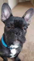 Anthony McLean - French Bulldog Stud