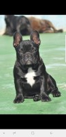 Debbie Williams - French Bulldog Stud