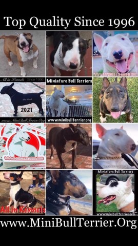 Miniature Bull Terriers and Stud