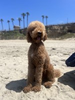 Lilia - Goldendoodle Stud