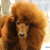 Darlasredpoodles Poodle Standard breeder
