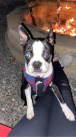Mia Carey - Boston Terrier Stud