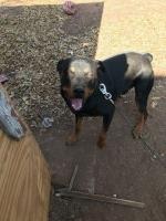 Shelbi Martinez - Rottweiler Stud