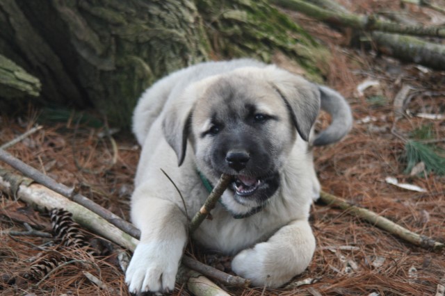 Montizard Anatolian Shepherds