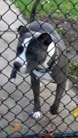 American Pit Bull Terrier Stud 26069