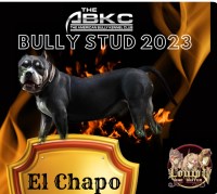 Jesse Aguirre - American Pit Bull Terrier Stud