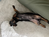 Shelbe Cappello - Dachshund Stud