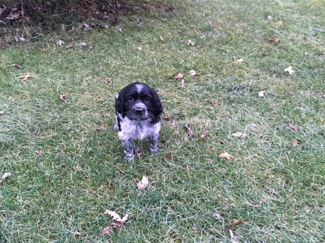 English Springer Spaniel Breeder 25958