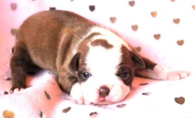Boston Terrier Breeder 31677