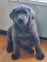 Diana Odstrcil Labrador Retriever breeder