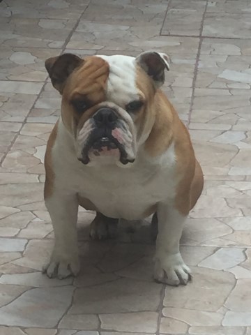 English Bulldog Stud 26717