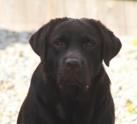 Mythic Labradors, LLC Labrador Retriever breeder