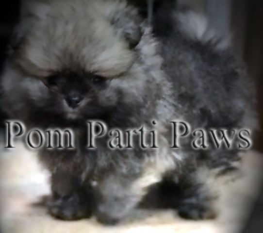 Pomeranian Breeder 25736