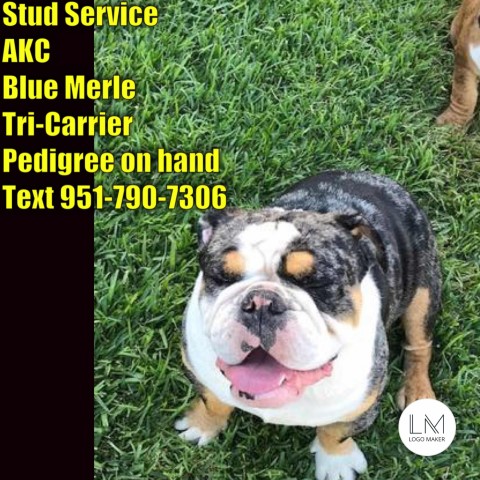 English Bulldog Stud 28475