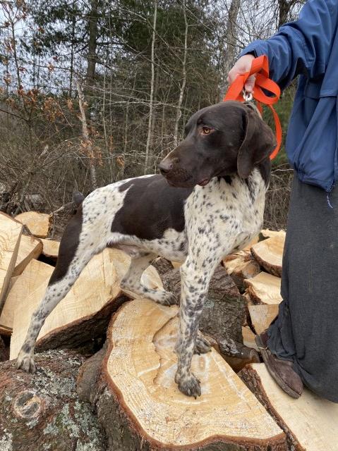 German Shorthaired Pointer Stud 28001