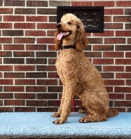 Kyle Butts - Poodle Standard Stud