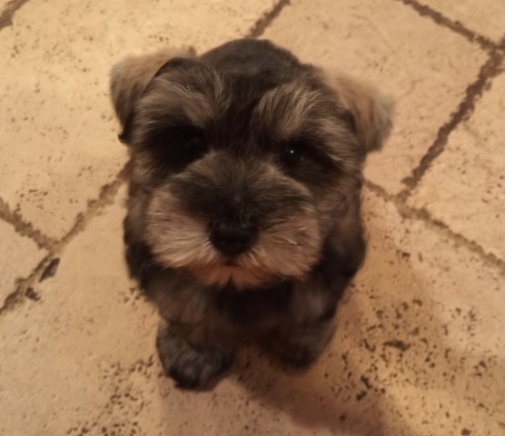 Miniature Schnauzer Breeder 25183