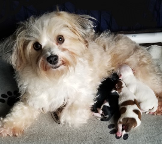 Kingskids Havanese