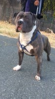 XL Blue Nose Stud American Pit Bull Terrier breeder