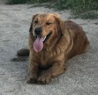 Ivan - Golden Retriever Stud