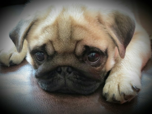 pug breeders in newfoundland bickford kennels pug breeder in st johns newfoundland pug breeders in newfoundland bickford kennels pug breeder in st johns newfoundland