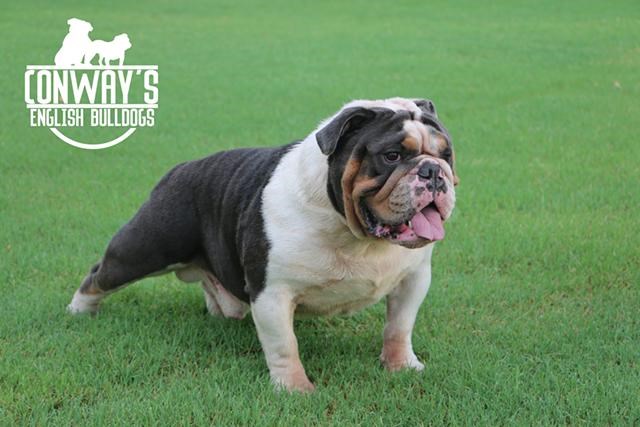 Conway's English Bulldogs