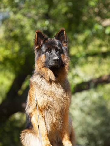 German Shepherd Dog Stud 26422