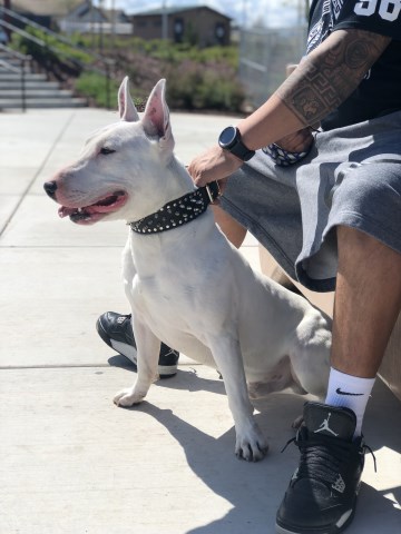 Bull Terrier Stud 26808