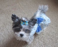 Grandma's Yorkie Cottage Yorkshire Terrier breeder