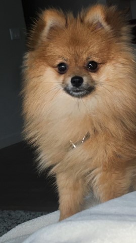 Pomeranian Stud 31136