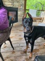 Brad - Doberman Pinscher Stud