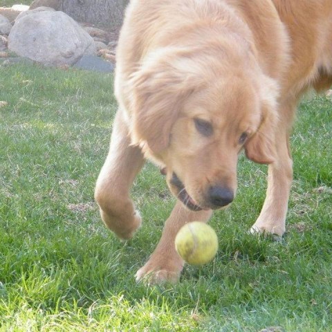 Golden Retriever Stud 27484