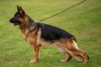 KLB - German Shepherd Dog Stud