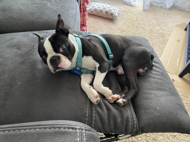 Boston Terrier Stud 29405