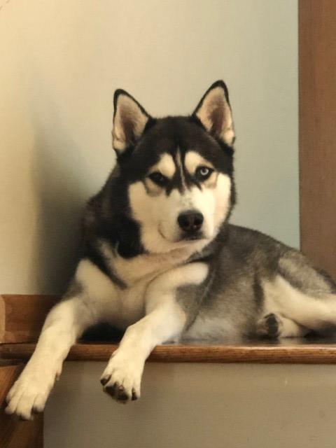 Siberian Husky Stud 29382