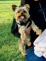 Alonzo Avelar - Yorkshire Terrier Stud