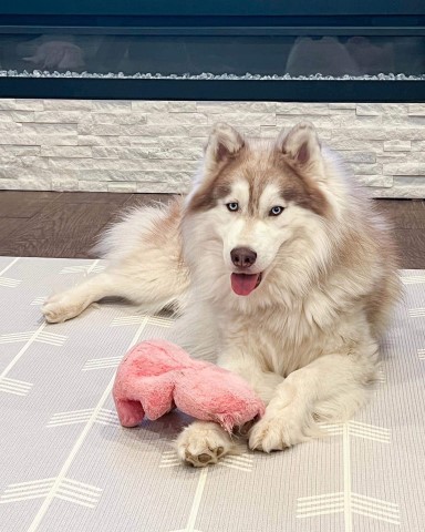 PorterHouse Siberians