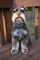 Kimberly Tyner Jones - Miniature Schnauzer Stud