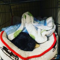 Paul Hogan - Pug Stud