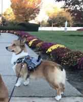 Kathi Barros - Pembroke Welsh Corgi Stud