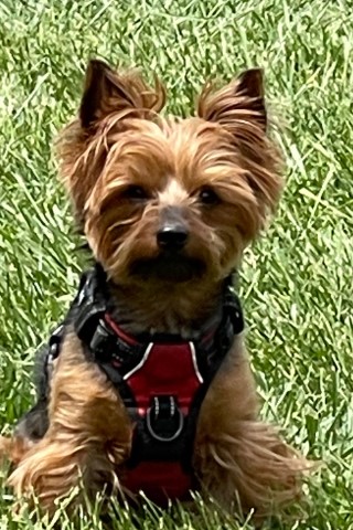 Yorkshire Terrier Stud 30624