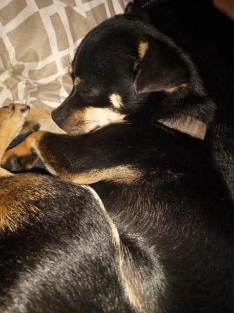 Chihuahua Breeder 31580