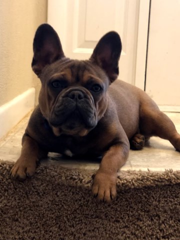 French Bulldog Breeder 26777