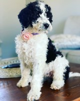 Brinkerhoff Doodle Farm Goldendoodle breeder