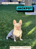 Inland empire frenchie