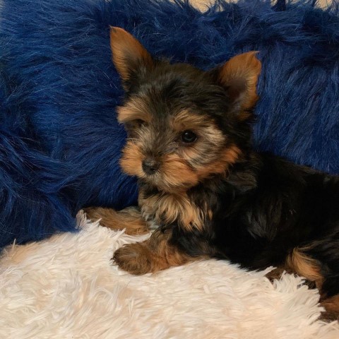 Yorkshire Terrier Stud 29298